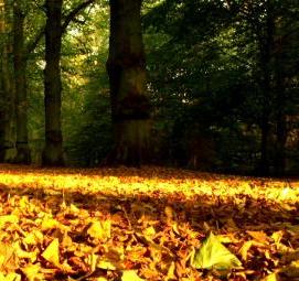 фотообои: времена года - тип 2