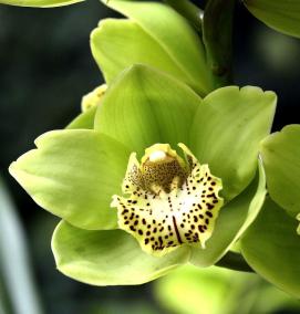 фотообои зеленые цветы - тип 1