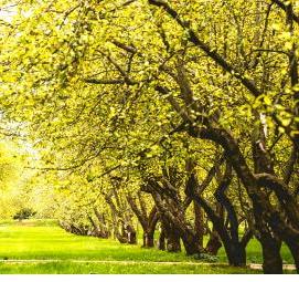 фотообои зеленый лист - вариант 4