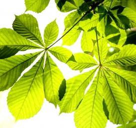 фотообои зеленый лист - вариант 3