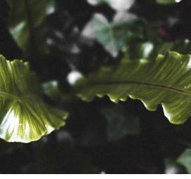 фотообои зеленый лист - вариант 2