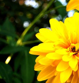 фотообои: золотые цветы - вариант 2