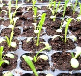 Гацания рассаду - вариант 1