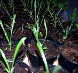 Гацания рассаду - вариант 4