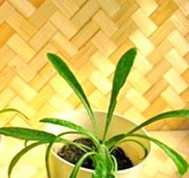 Гацания рассаду - вариант 3