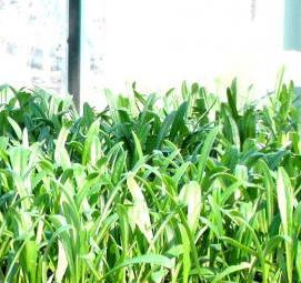 Гацания рассаду - вариант 2