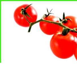 Гатчинские теплицы - вариант 1