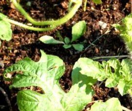 Гатчинские теплицы - вариант 2