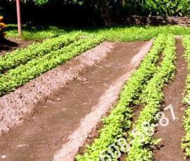 Геотекстиль под мульчу - вариант 1