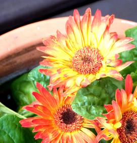 Герберы рассада - тип 1