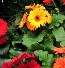 Герберы рассада - тип 4