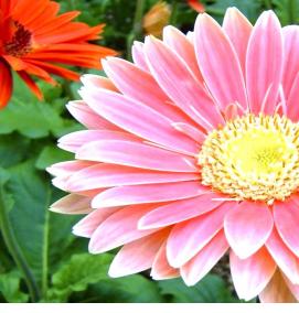 Герберы рассада - тип 3