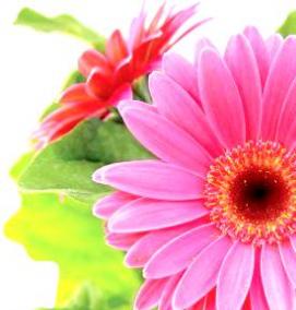 Герберы рассада - тип 2