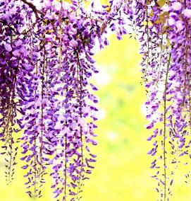 Глициния саженцы - вариант 1