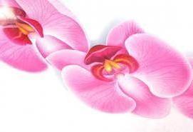 Глянцевые натяжные потолки розовые - модель 4