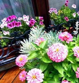 Горшечное озеленение - вариант 3