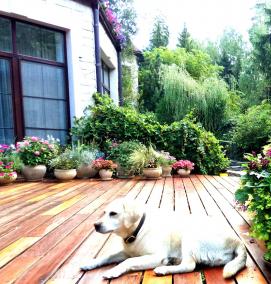 Горшечное озеленение - вариант 2