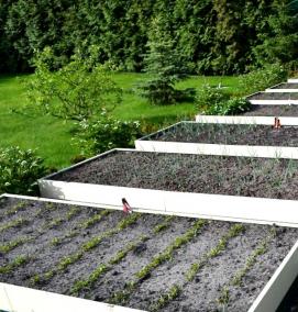 Готовые грядки для огорода - вариант 4