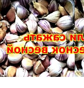 Грунт для чеснока - тип 1