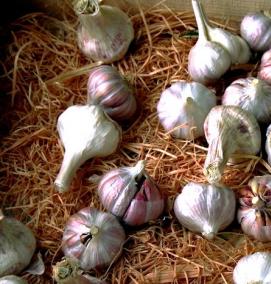 Грунт для чеснока - тип 4