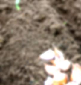 Грунт для чеснока - тип 3