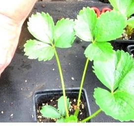 Грунт для рассады клубники - вариант 1