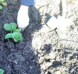 Грунт для рассады клубники - вариант 4