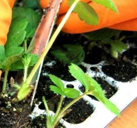 Грунт для рассады клубники - вариант 2