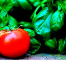 Грунт для рассады томатов - модель 1