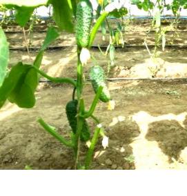 Грунт под огурцы - вариант 1