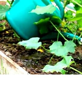 Грунт под огурцы - вариант 3