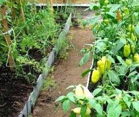 Грунтовая теплица - тип 4