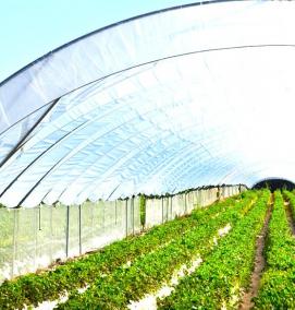 Грядка 6 метров - вариант 3