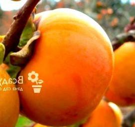 хурма россиянка саженцы - модель 1