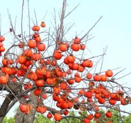 хурма россиянка саженцы - модель 4