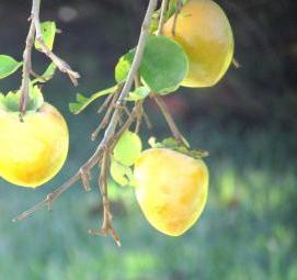 хурма россиянка саженцы - модель 3