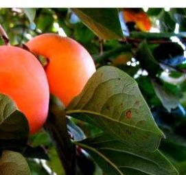 хурма россиянка саженцы - модель 2