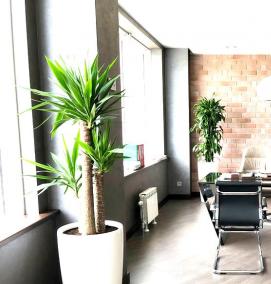 Интерьерное озеленение - модель 1