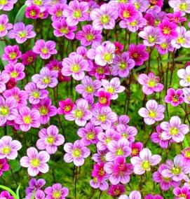 Камнеломка рассада - тип 1