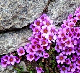 Камнеломка рассада - тип 4