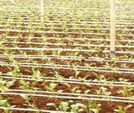 Капельная теплица - вариант 4