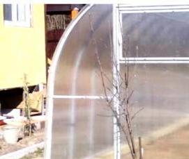 Карбоновая теплица - модель 1