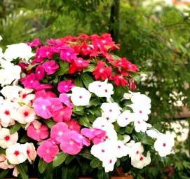 Катарантус рассада - тип 1