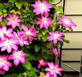 Клематис рассада - модель 4