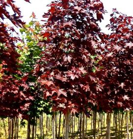 Клен остролистный саженец - модель 1