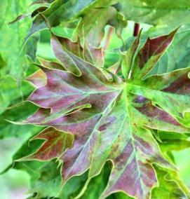 Клен остролистный саженец - модель 4