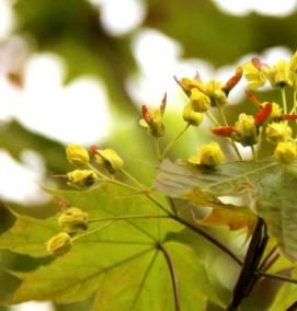 Клен остролистный саженец - модель 3