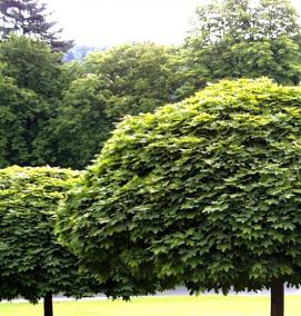 Клен остролистный саженец - модель 2