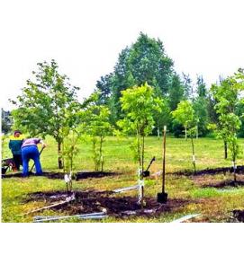 Компенсационное озеленение - модель 2