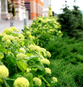 Комплексное озеленение - тип 2